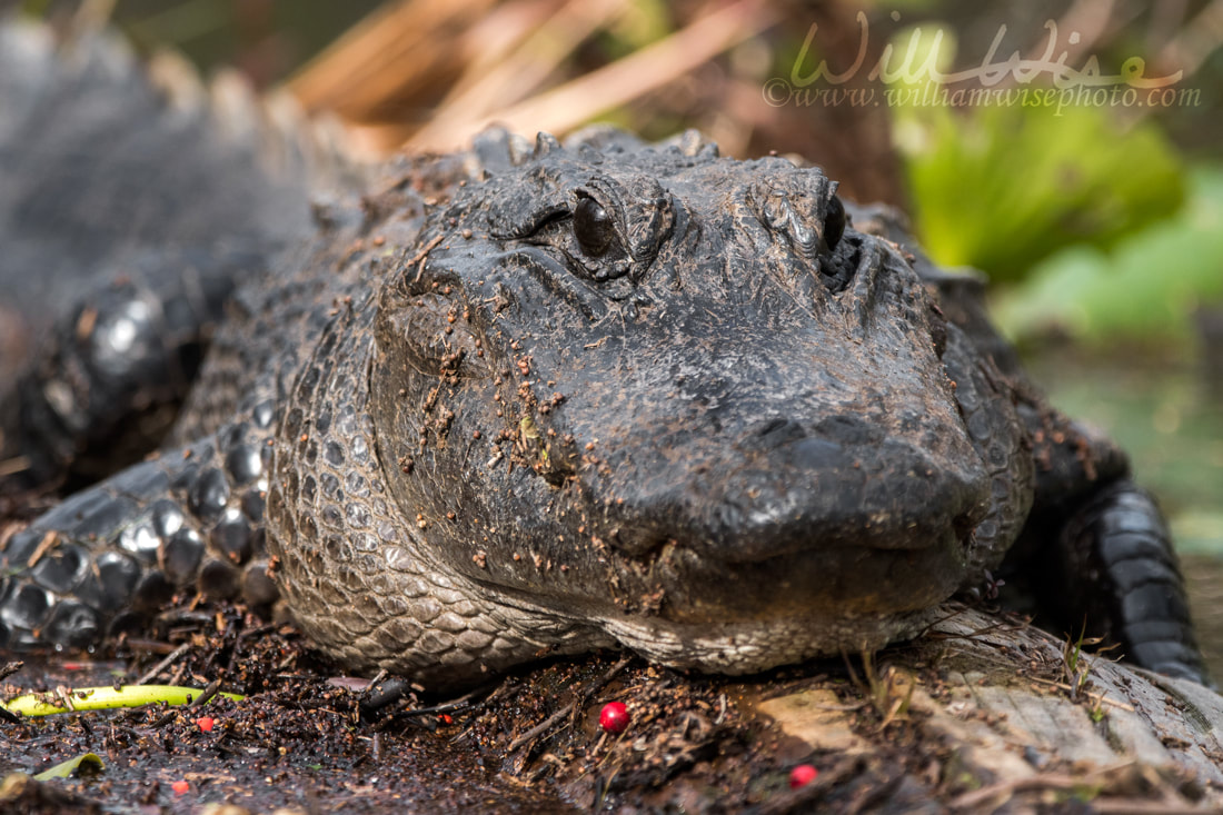 American Alligator close up in the Okefenokee Swamp Picture