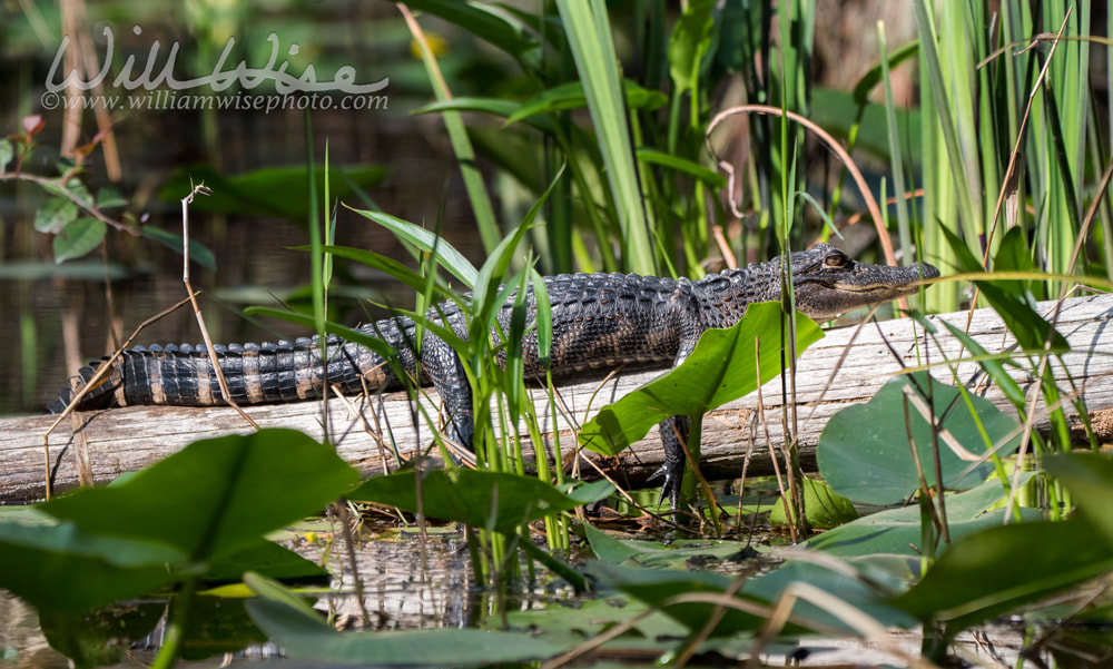 Baby Alligator sunning on a log in the Okefenokee Swamp Picture
