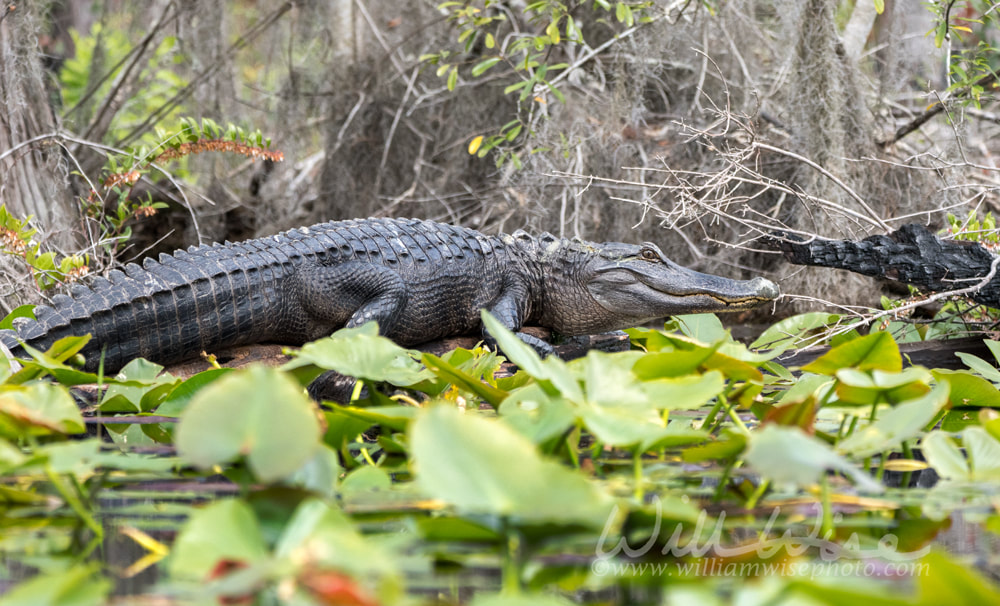 Okefenokee Swamp large alligator on lily pads Picture