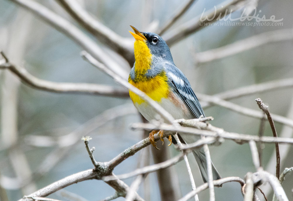 Northern Parula Picture