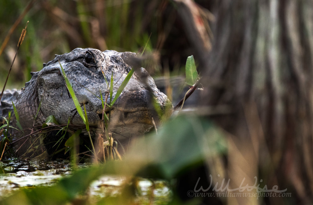 Large alligator hidden in dark swamp Picture