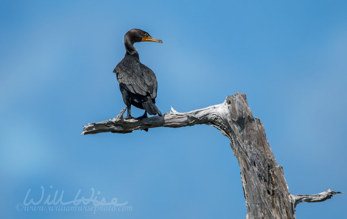 Cormorant Picture