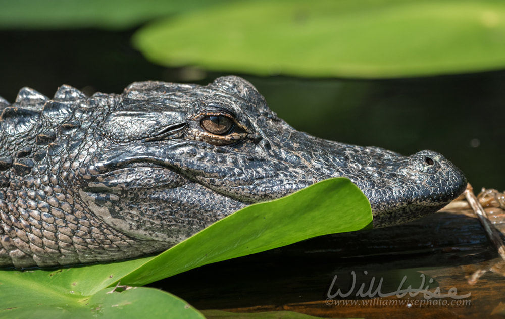 Okefenokee swamp alligator profile close up portrait Picture