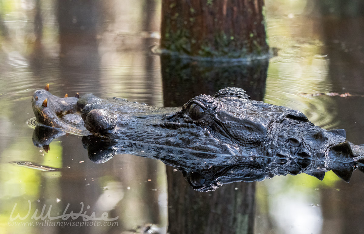 Okefenokee Alligator with a deformed snout Picture