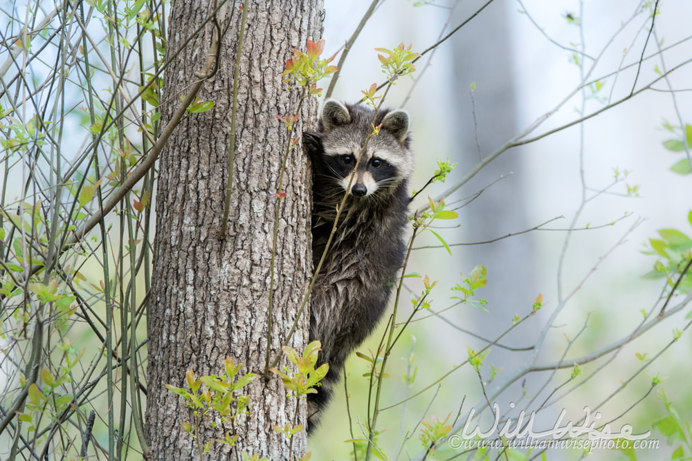 Raccoon climbing a tree, Okefenokee Swamp in fog Picture