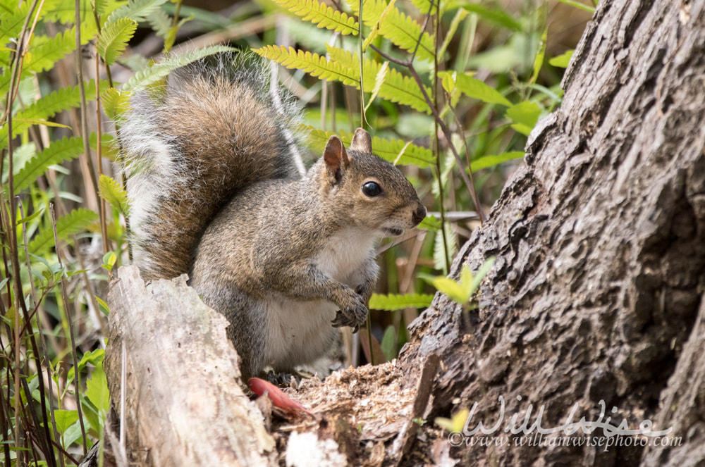 Eastern Gray Squirrel on Trembling Earth Trail Picture