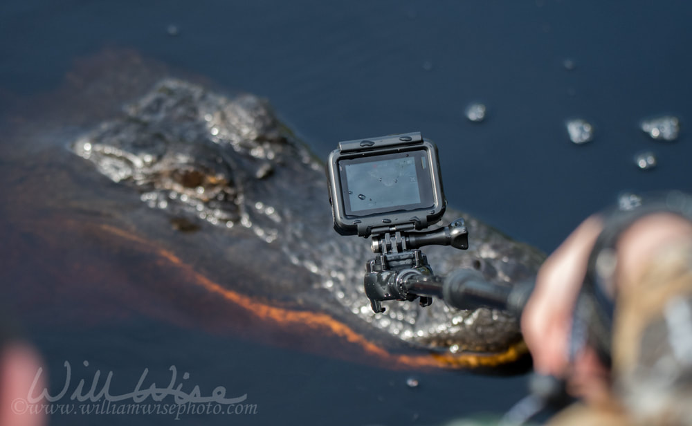 Alligator GoPro Camera Picture