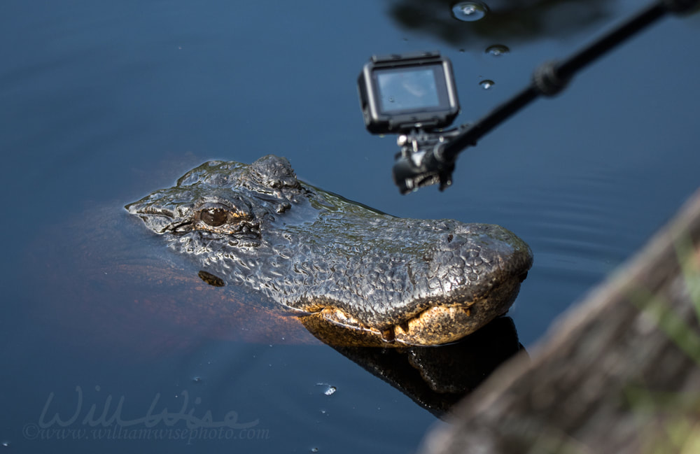 Close up filming of Alligator with mini action camera Picture