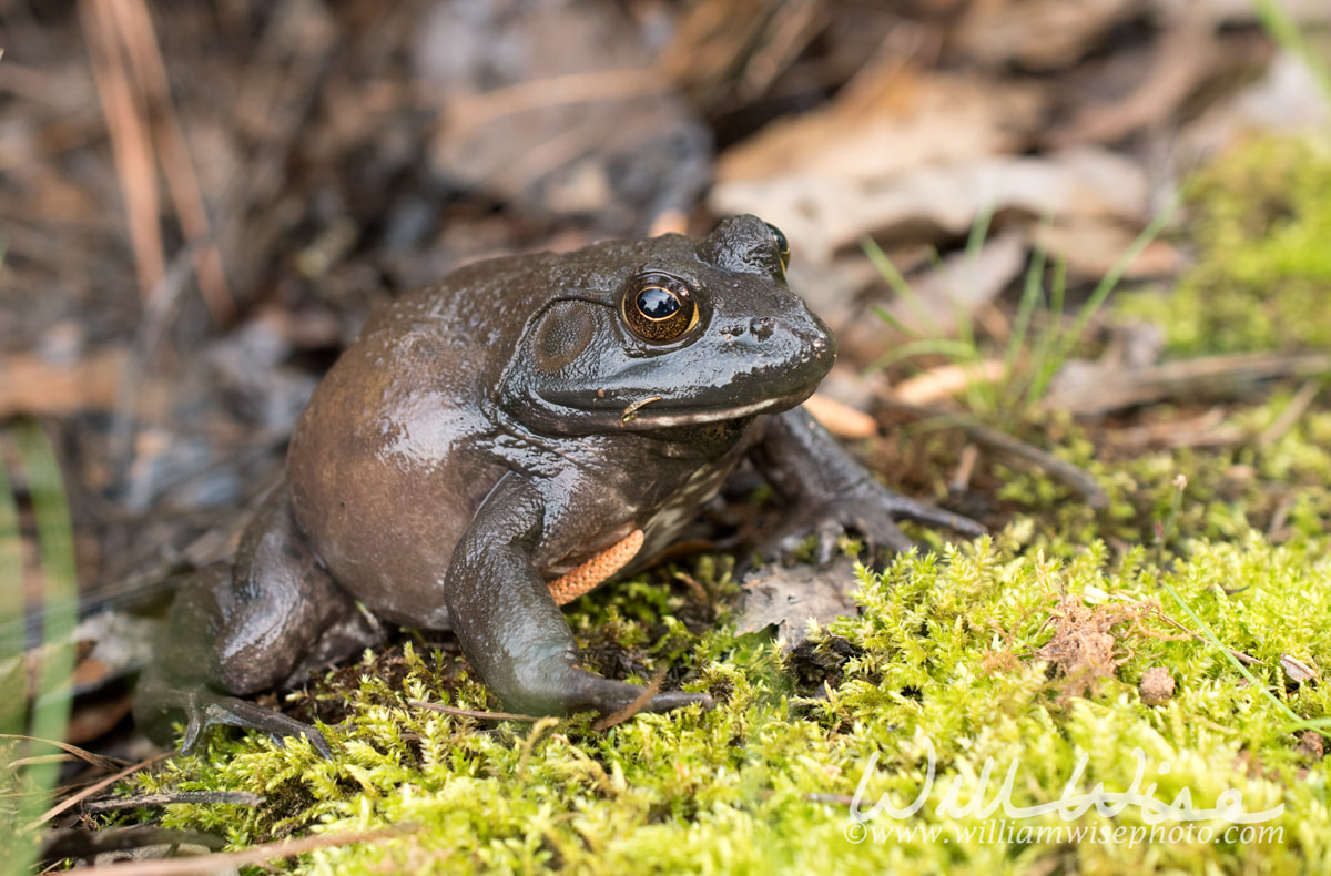 Giant American Bullfrog, Georgia Picture
