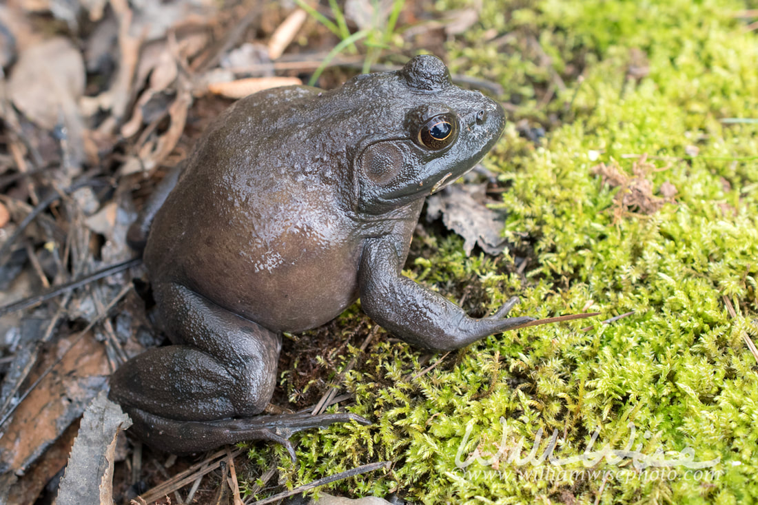 Giant American Bullfrog, Georgia Picture