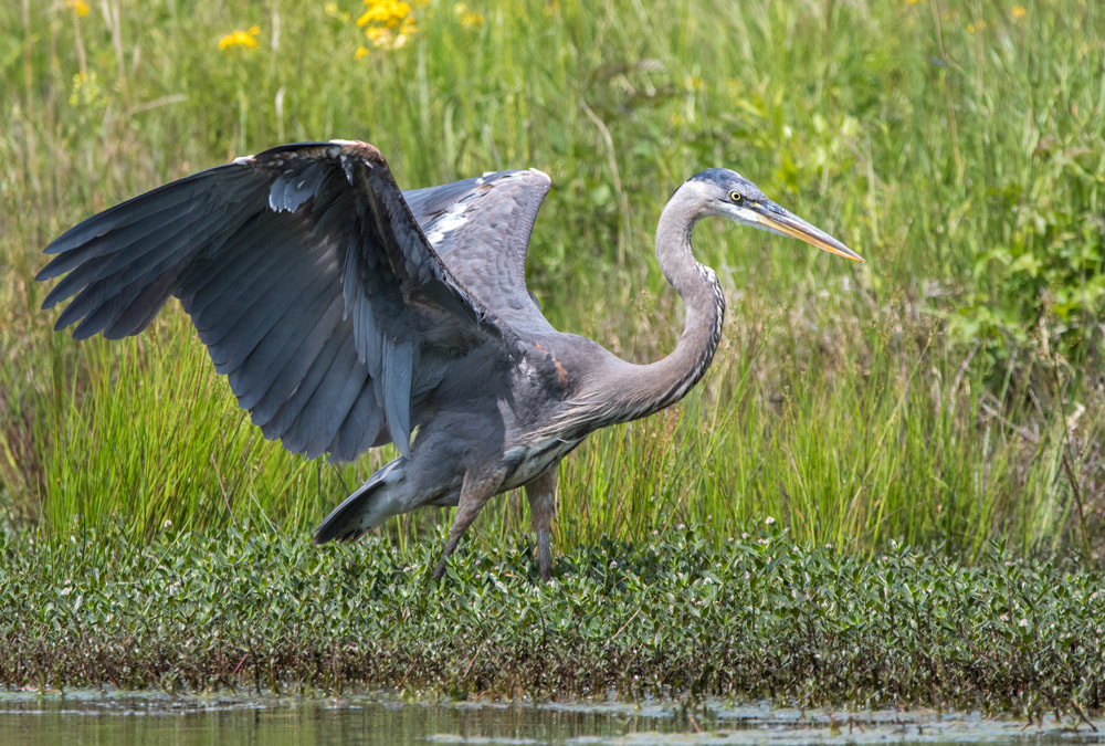 Great Blue Heron with wings spread on Georgia pond Picture