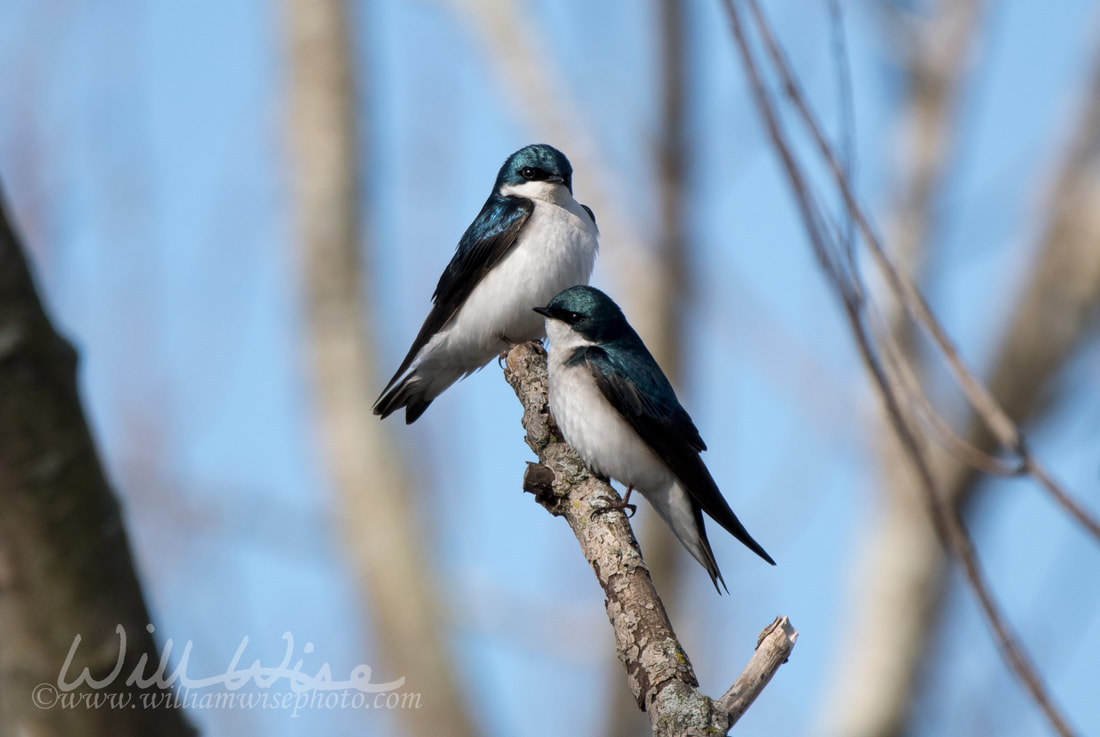 Tree Swallow at Exner Wildlife Preserve in Illinois Picture