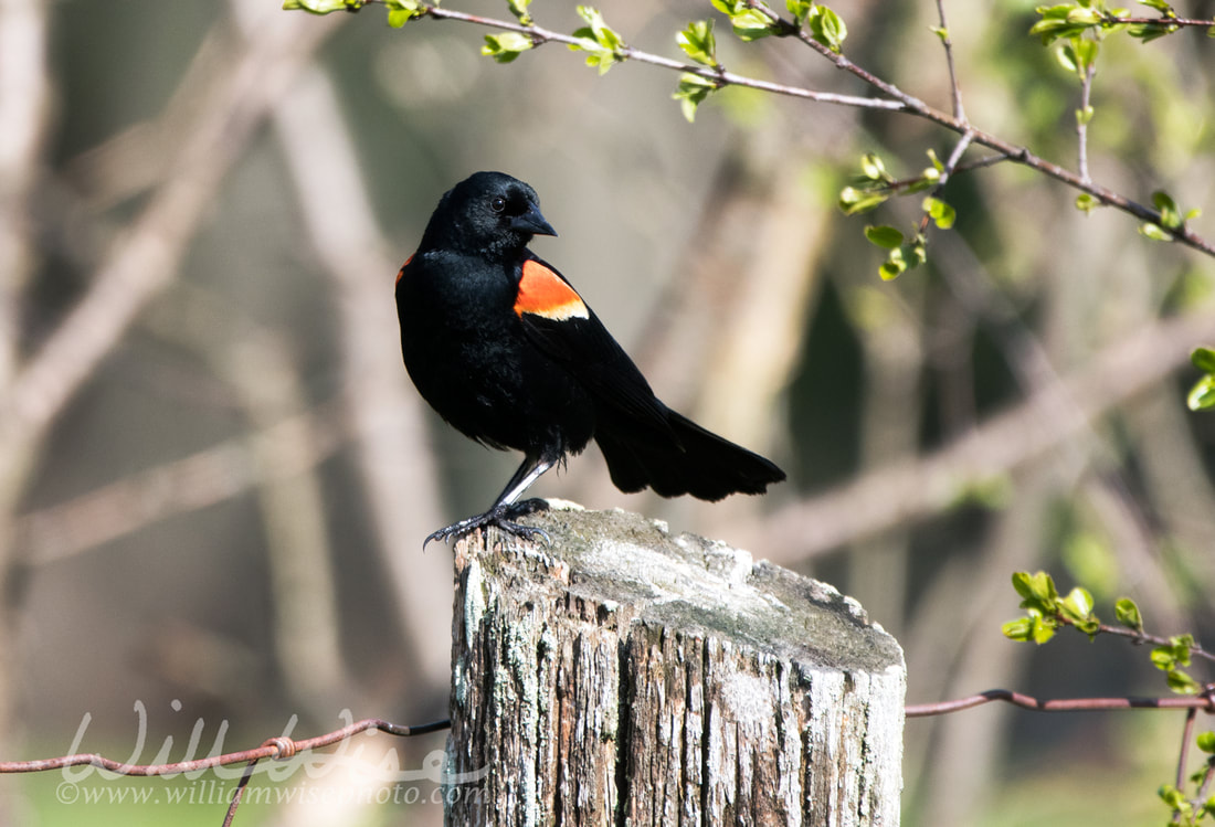 Red Winged Blackbird at Exner Wildlife Preserve in Illinois Picture