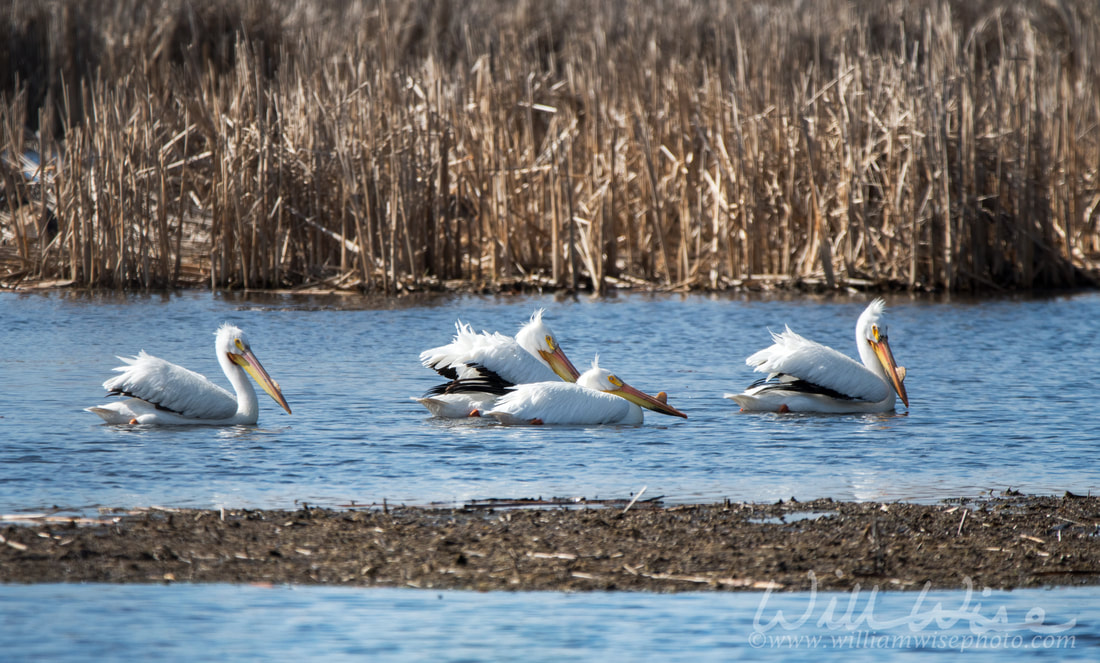 American White Pelicans at Exner Wildlife Preserve in Illinois Picture