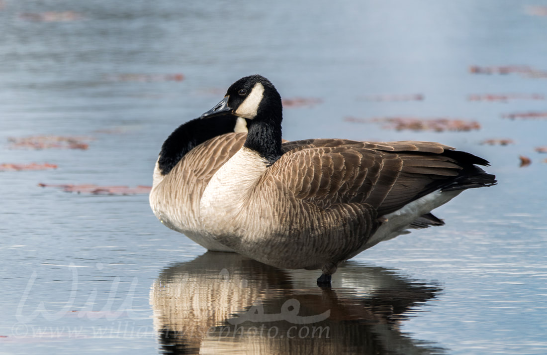 	Young Canada Goose reflected in water of Exner Wildlife Preserve in Illinois Picture