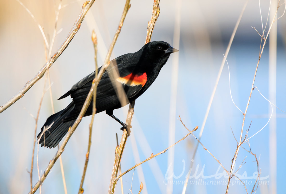 Red-winged Blackbird at Three Oaks Recreation Area in Crystal Lake, Illinois Picture