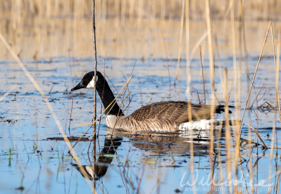 Canada Goose at Three Oaks Recreation Area in Crystal Lake, Illinois Picture