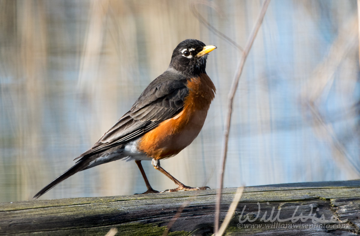American Robin at Three Oaks Recreation Area in Crystal Lake, Illinois Picture