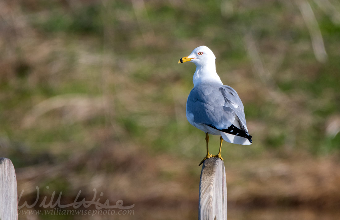 Ring-billed Gull at Three Oaks Recreation Area in Crystal Lake, Illinois Picture