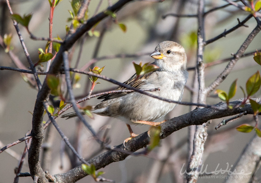 House Sparrow at Three Oaks Recreation Area in Crystal Lake, Illinois Picture