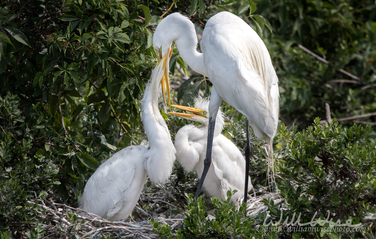 Great Egret rookery Picture
