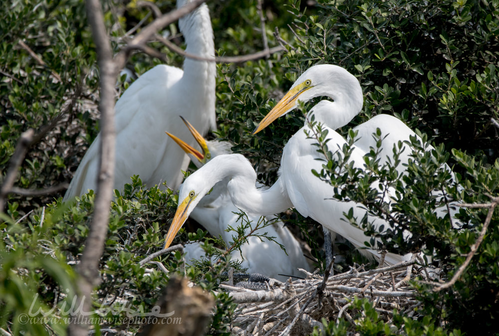 Great Egret Rookery Picture