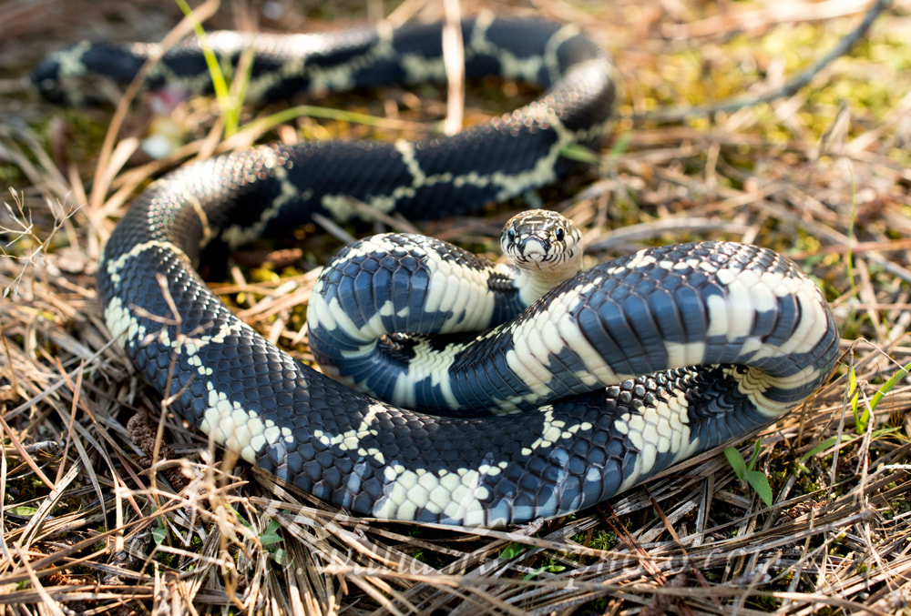 Snake in the grass coiled to strike Picture