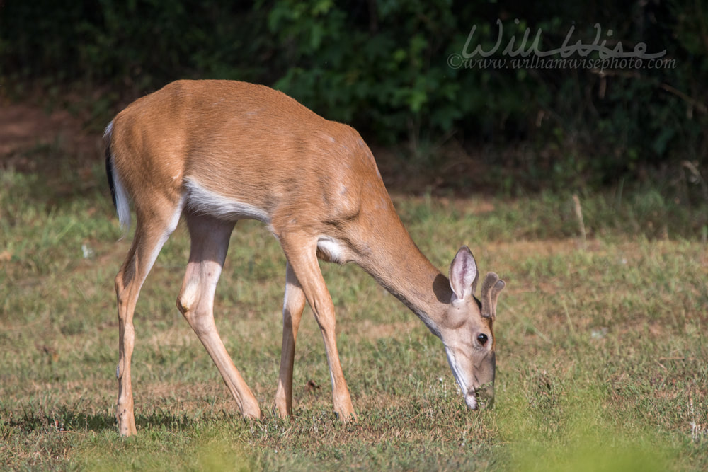 Young White Tailed Deer buck in Velvet Antlers Picture