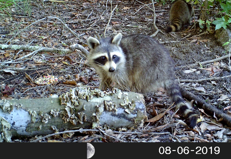 Raccoon on game trail camera. Walton County, Georgia. 