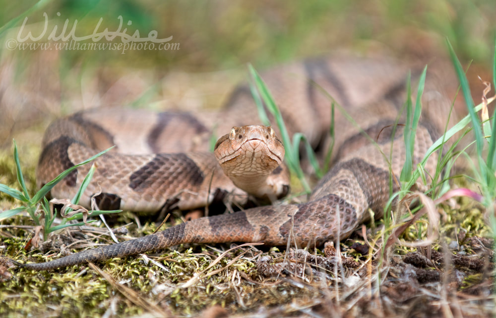 Copperhead Pit Viper snake coiled in the grass Picture