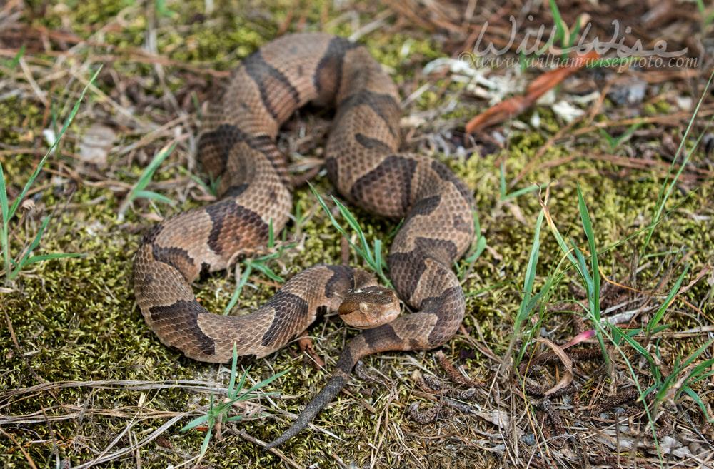 Copperhead Pit Viper snake coiled in the grass Picture