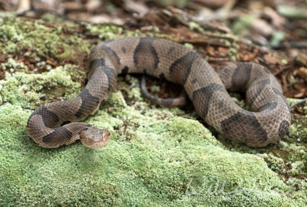 Copperhead Pit Viper snake coiled on moss covered log Picture