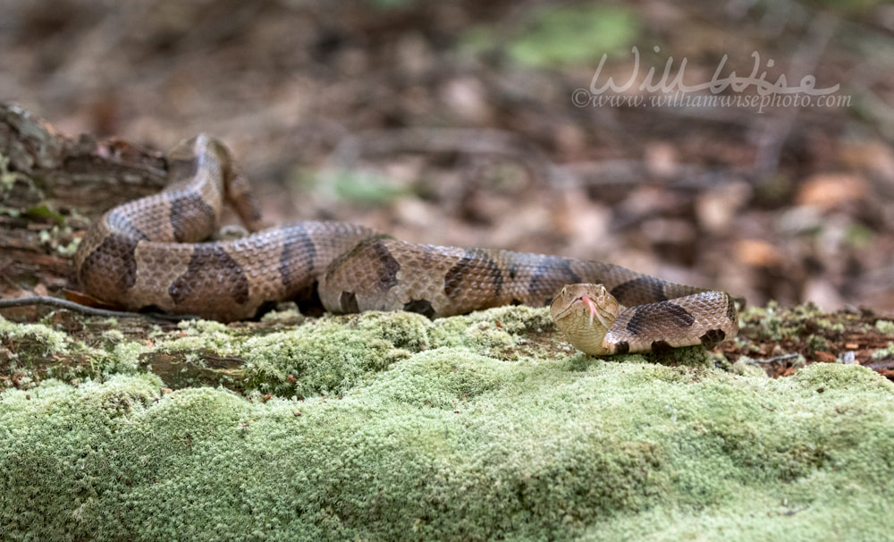 Copperhead Pit Viper snake camouflage on moss covered log Picture