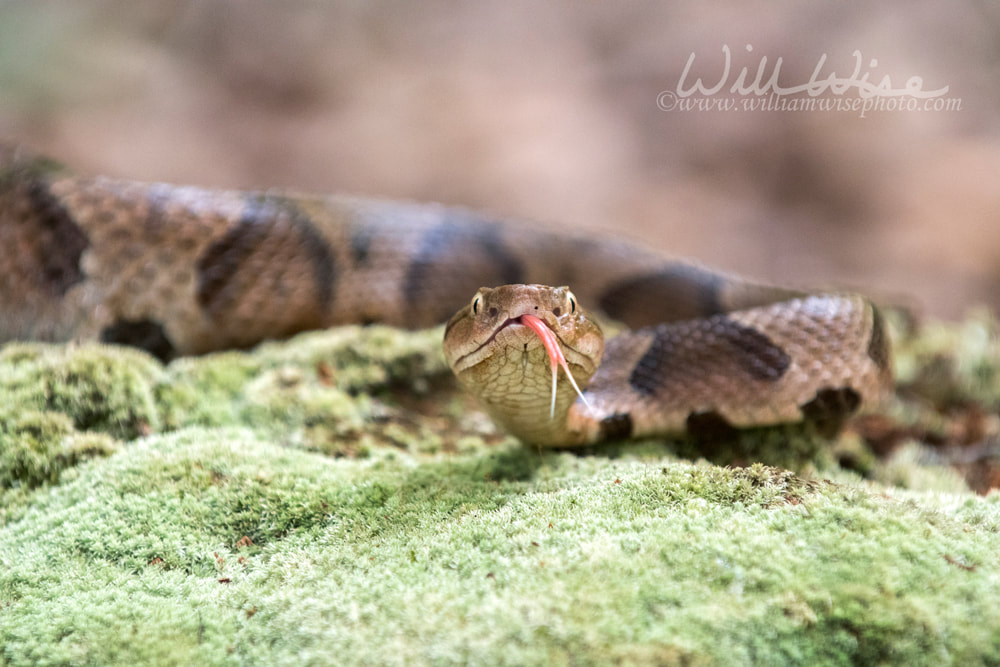 Copperhead Pit Viper flicking tongue Picture