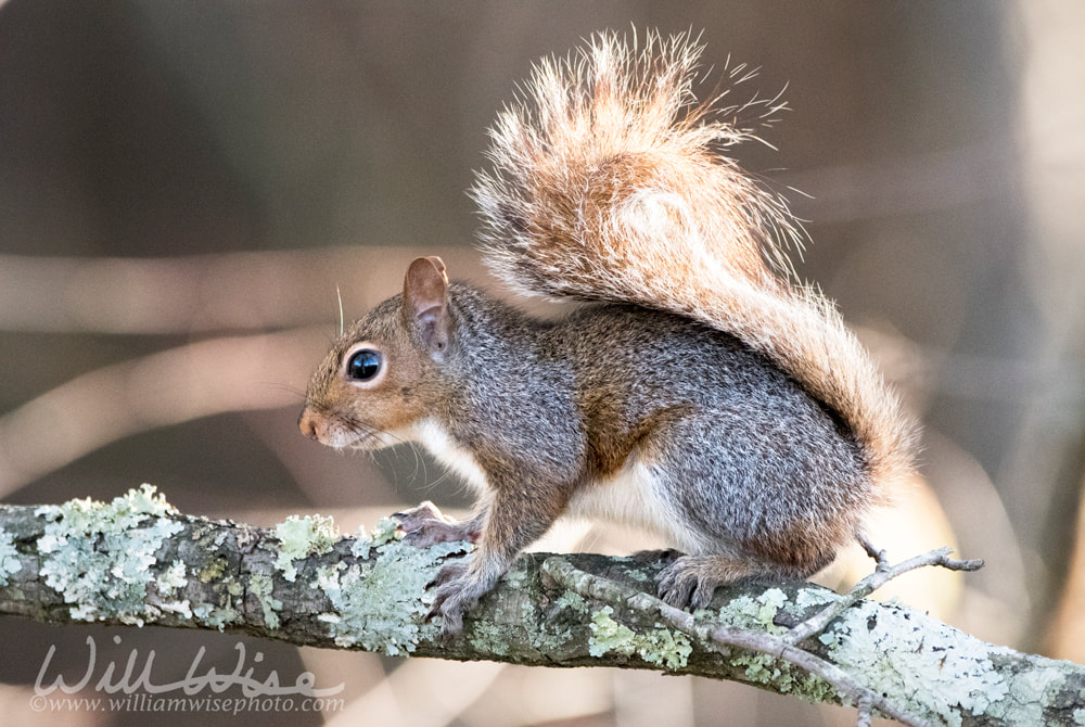 Eastern Gray Squirrel on a tree branch Picture