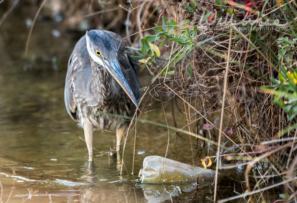 Great Blue Heron fishing in dirty polluted water with trash and litter Picture