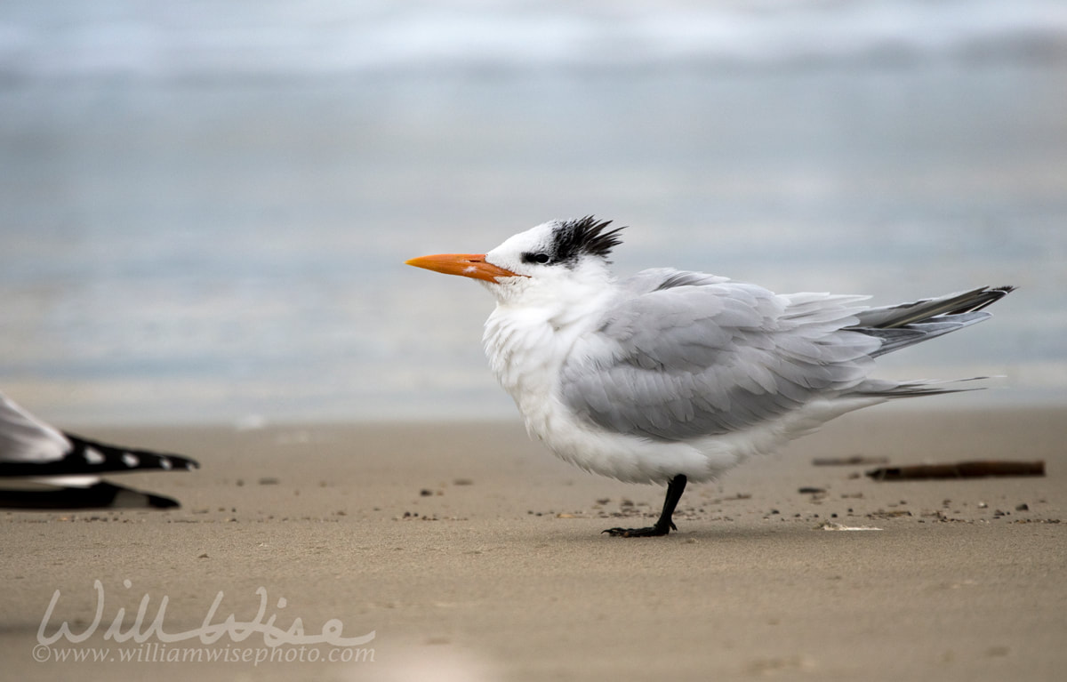 Royal Tern on Hilton Head Island Beach, South Carolina Picture