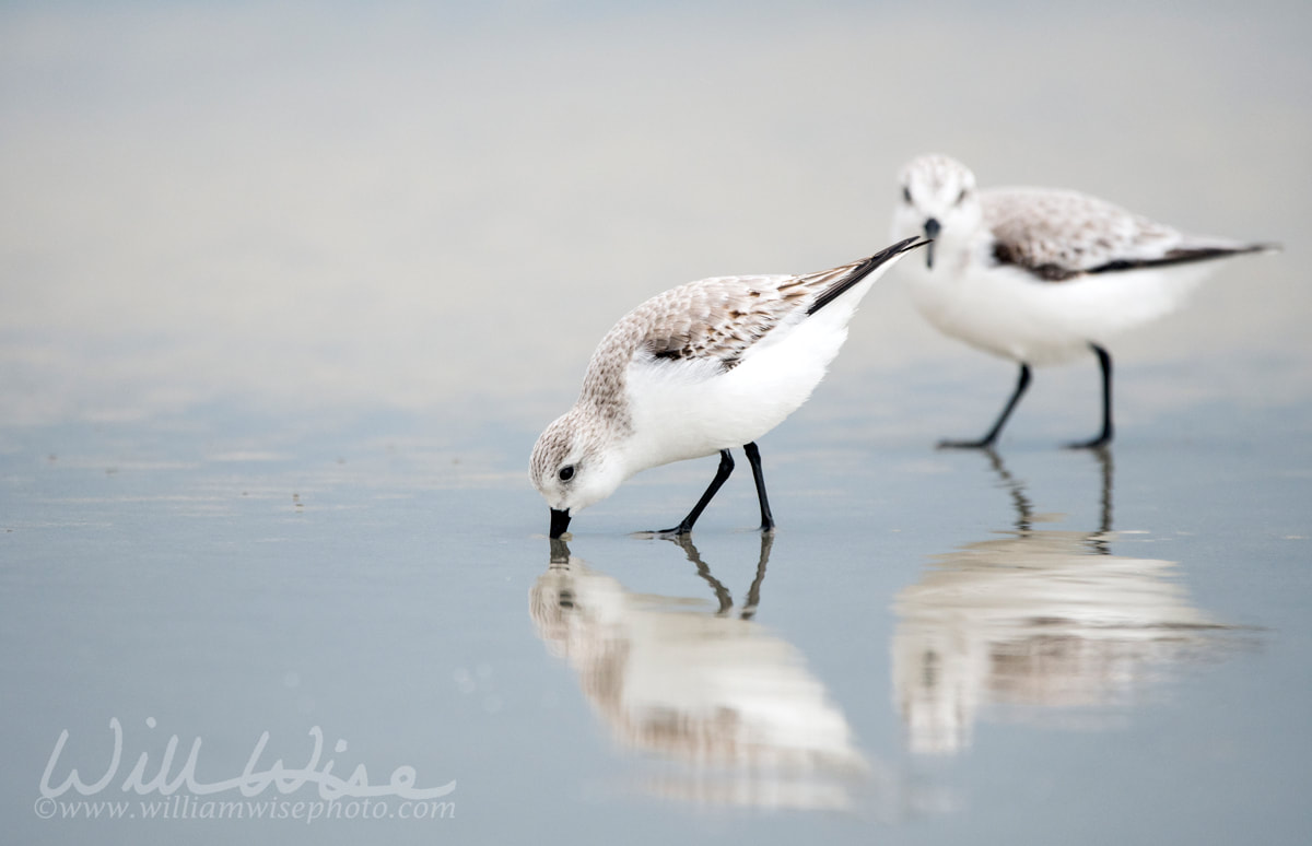 Two Sanderling sandpipers shore bird on the Hilton Head Island Beach Picture