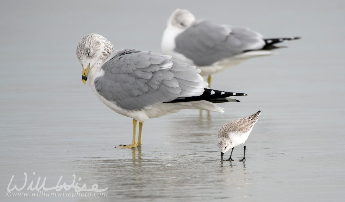 Sanderling and Gulls on the Hilton Head Island Beach Picture