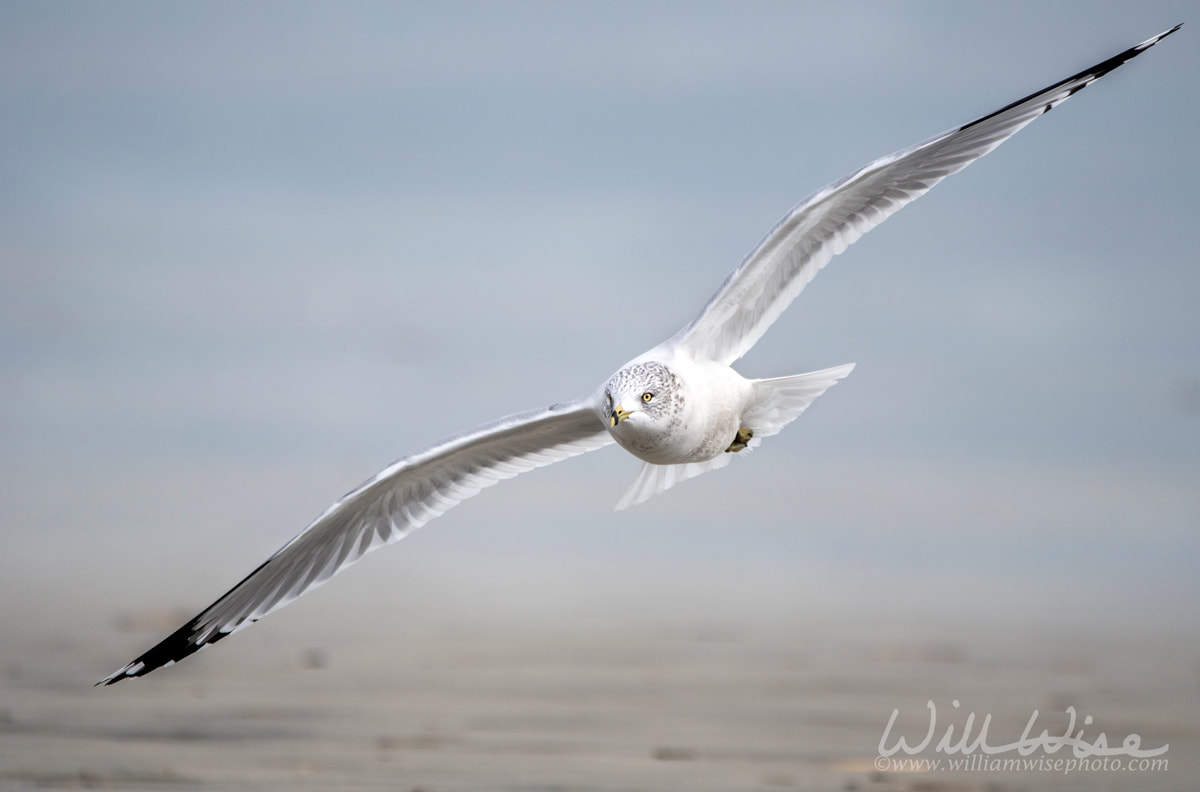 Ring-billed Gull flying over the ocean beach on Hilton Head Island, South Carolina, USA Picture