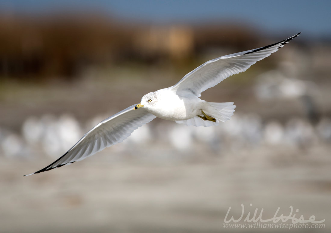 Ring-billed Gull flying over the ocean beach on Hilton Head Island, South Carolina, USA Picture