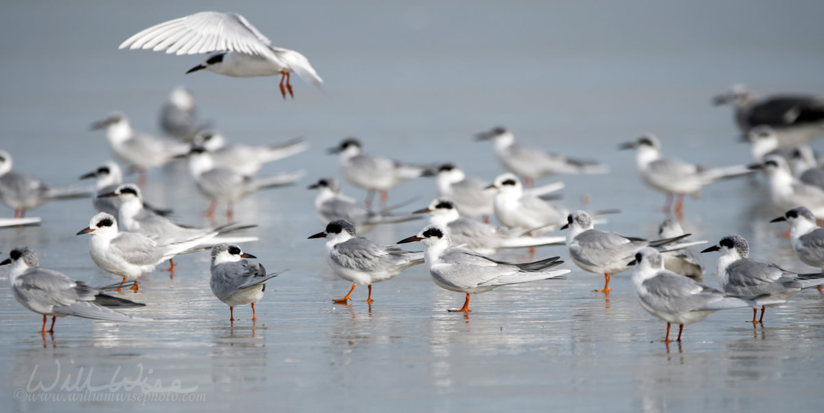 Forster`s Tern seagulls on Hilton Head Island Beach, South Carolina Picture