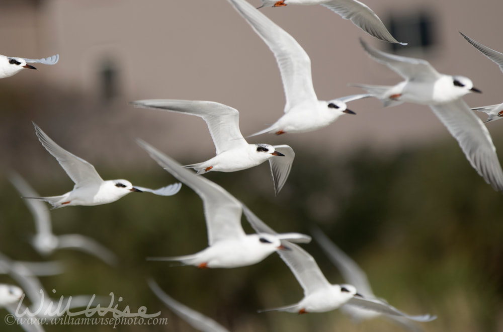 Forster`s Tern seagulls flying on Hilton Head Island Beach, South Carolina Picture