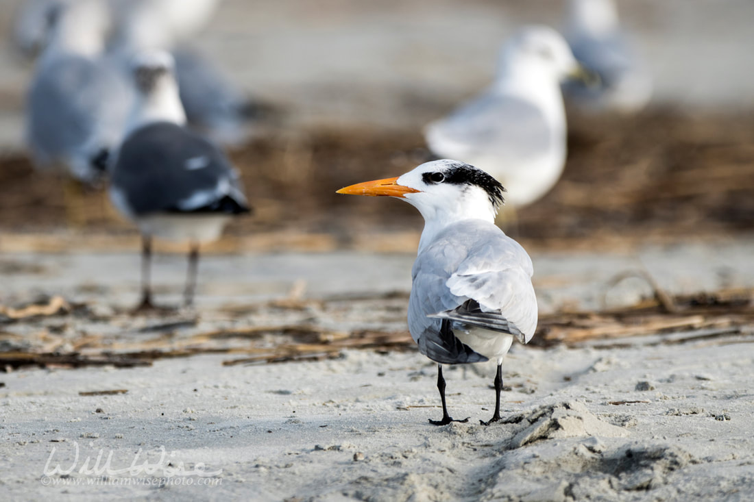 Royal Tern on the beach on Hilton Head Island, South Carolina, USA Picture