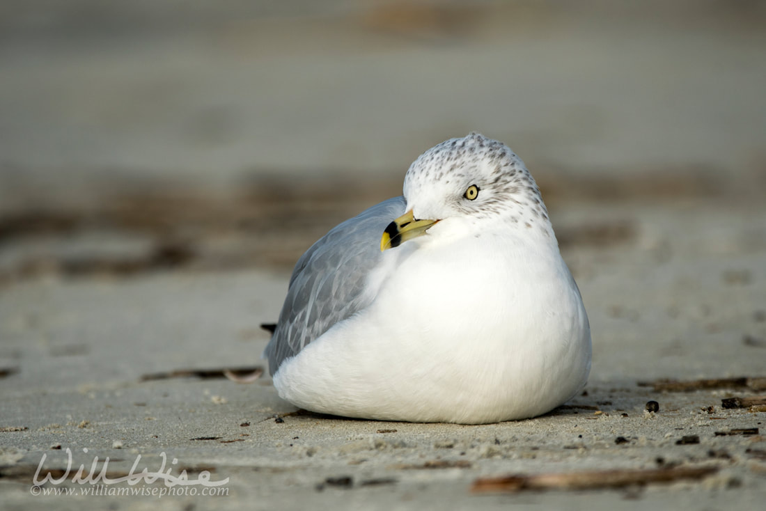 Ring-billed Gull sitting in the sand on the Atlantic ocean beach on Hilton Head Island, South Carolina, USA Picture