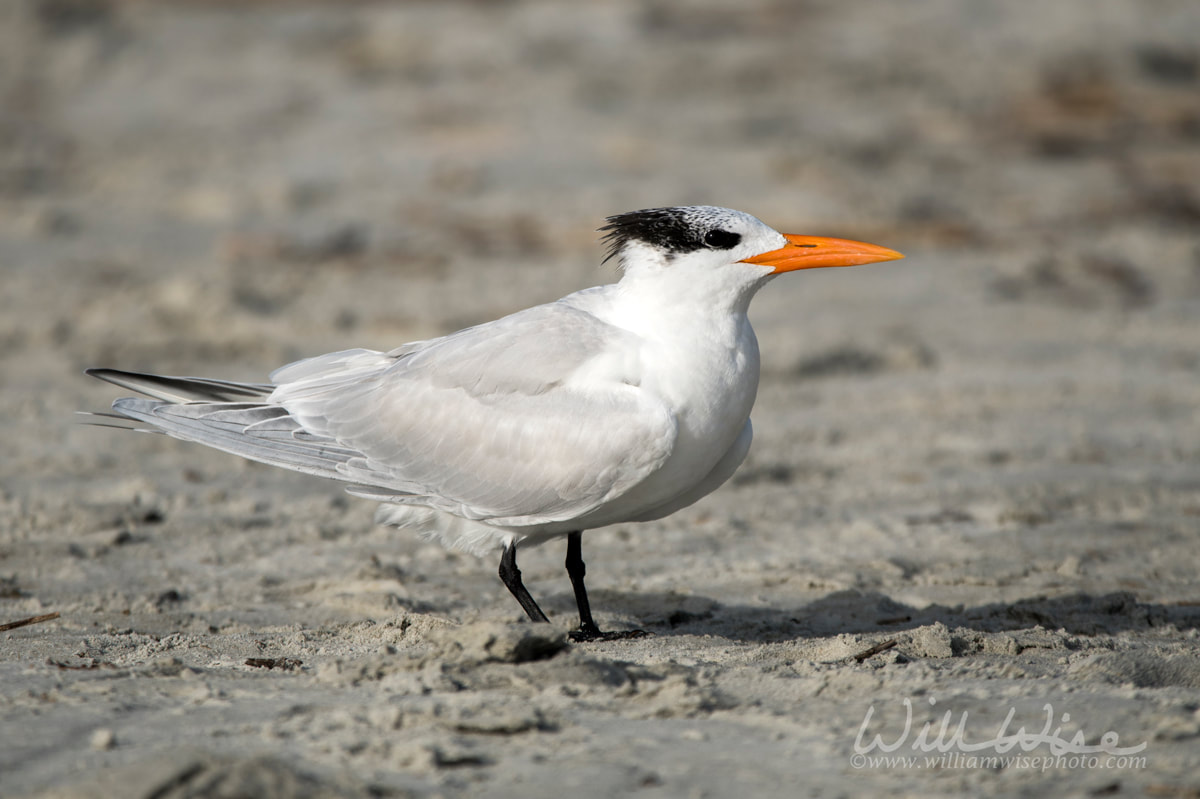 Royal Tern on Hilton Head Island Beach, South Carolina Picture