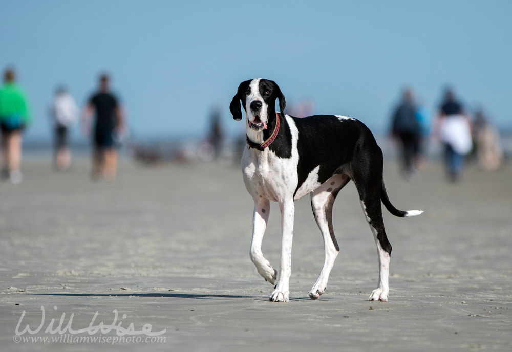 Great Dane dog walking on the beach Picture