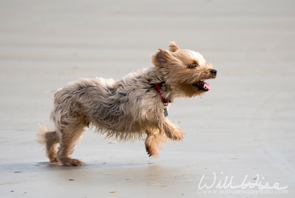 Small terrier dog running on the beach playing fetch flying in the air Picture
