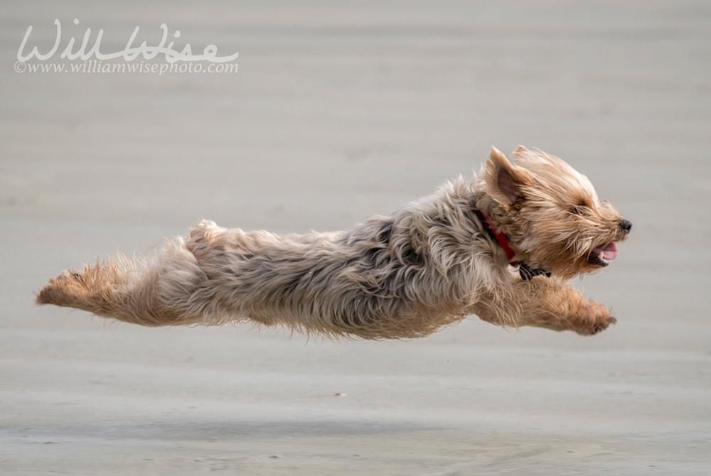 Small terrier dog running on the beach playing fetch flying in the air Picture