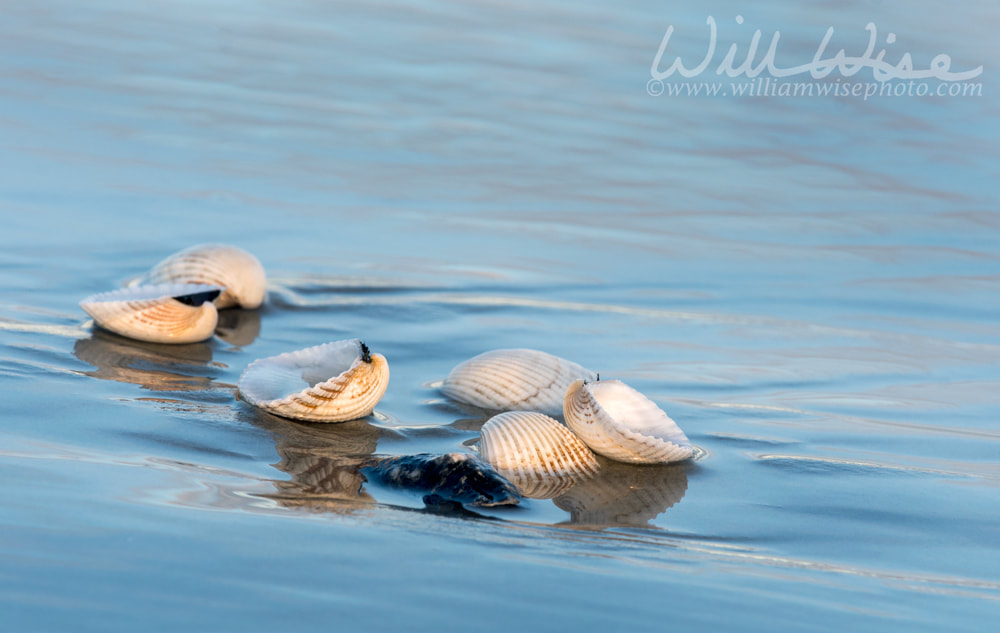 Sea shells at low tide on the beach on Hilton Head Island Picture